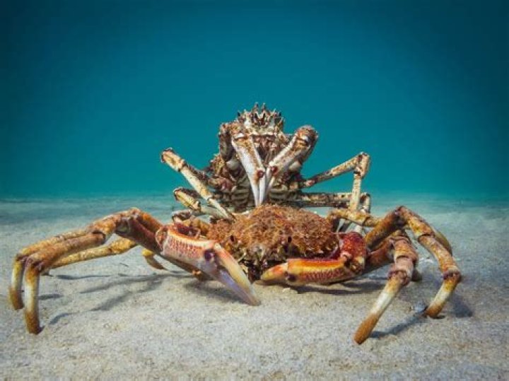 Cannibal Crab