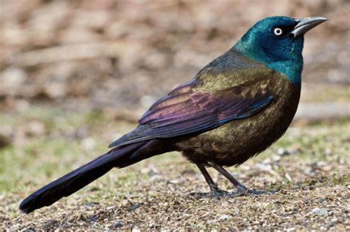 Grackle