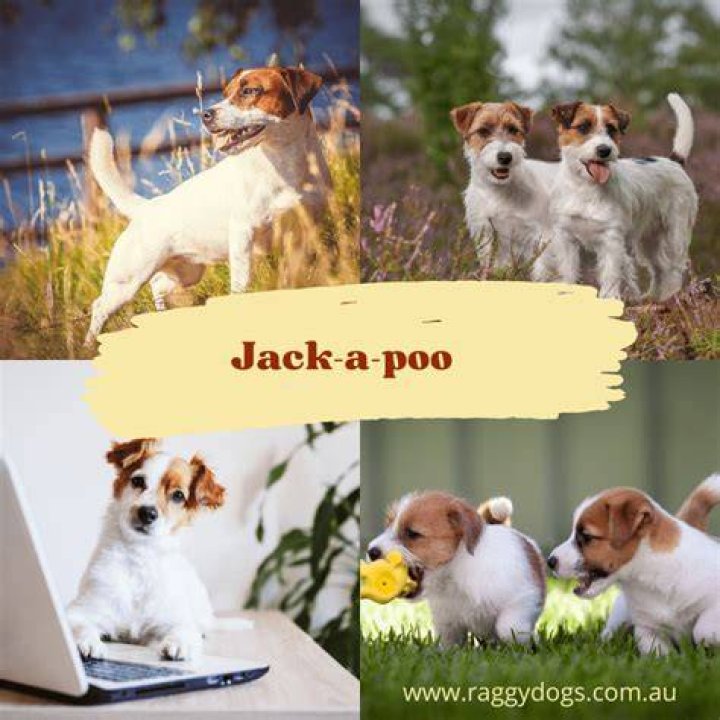 Jack Flagerman