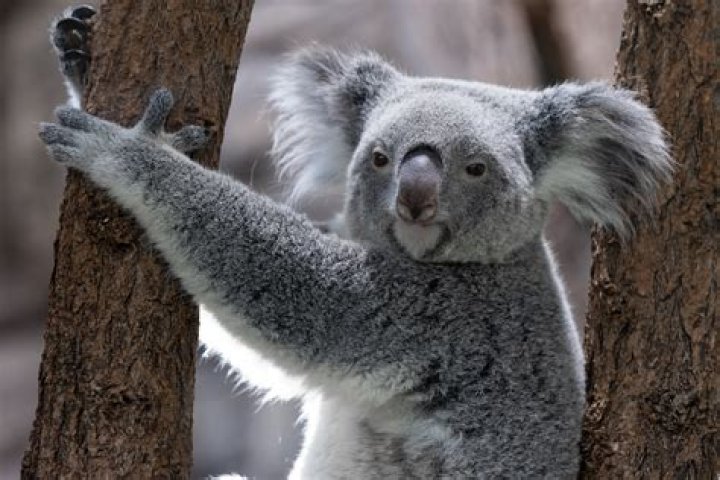 Koala Rabiosa